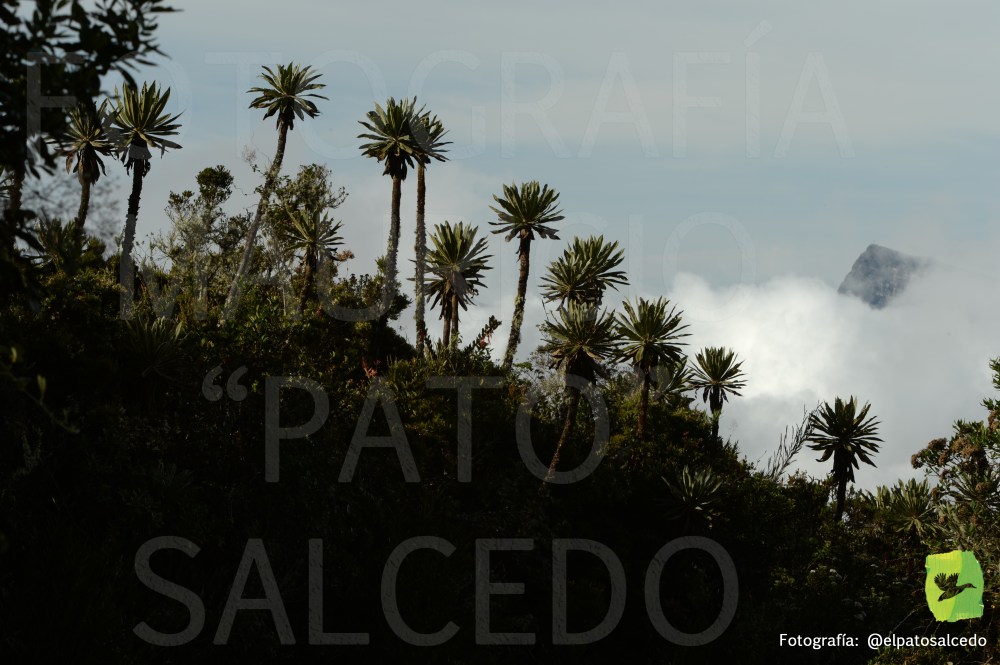 Chingaza DSC_8166 MARCADA.jpg