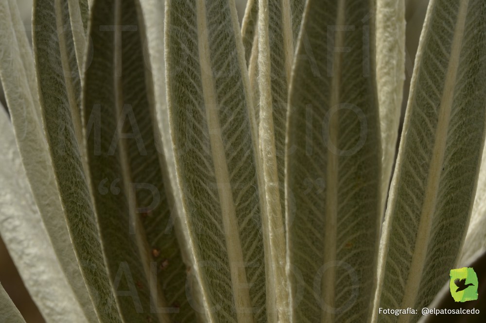 Chingaza DSC_8220 MARCADA.jpg