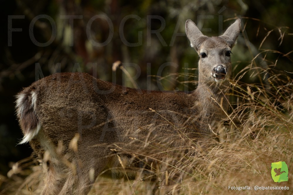 Chingaza DSC_8387 MARCADO
